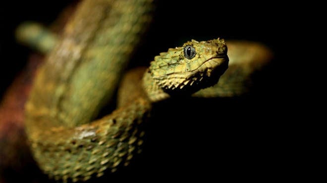 Picture of the venomous snake Atheris squamigera taken by Benjamin Tapley in Cameroon
