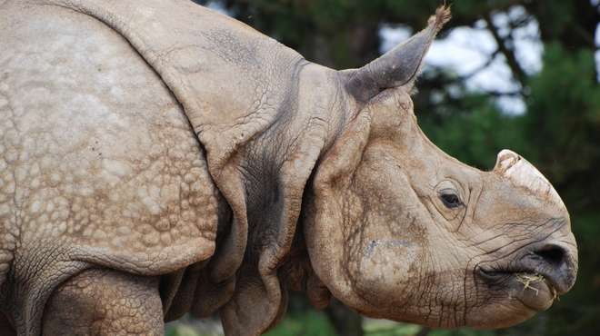 Greater one horned rhino at ZSL Whipsnade Zoo