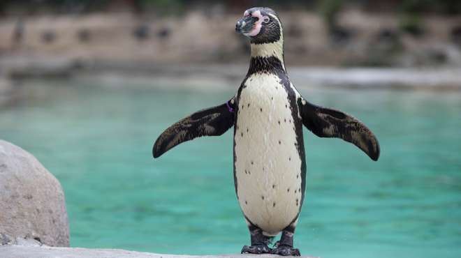 Penguin Beach | Zoological Society of London (ZSL)