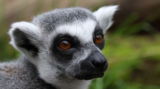 In with the Lemurs | Zoological Society of London (ZSL)