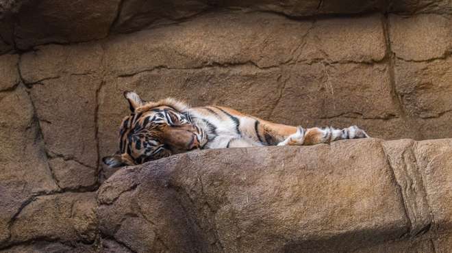 Sleeping Melati at ZSL London Zoo