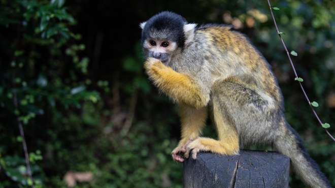 A squirrel monkey at ZSL London Zoo