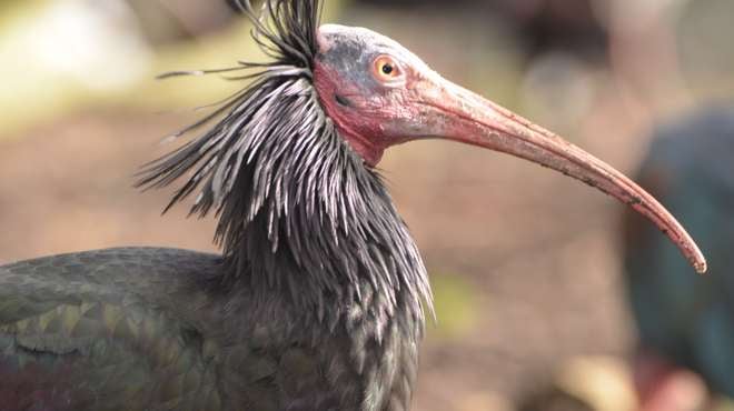 Four Endangered northern bald ibis bred at ZSL London Zoo are set to be released into the wild