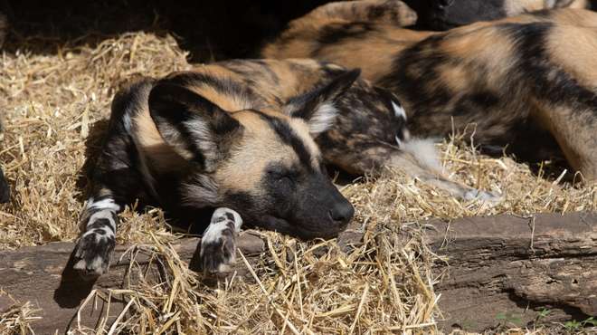 A sleepy African hunting dog