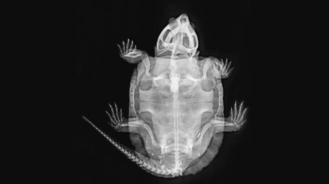 An x-ray of a big headed turtle