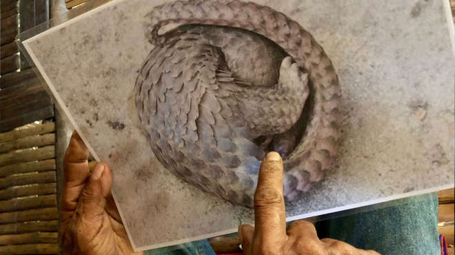 Close-cropped photo of hands holding a photograph of a pangolin and pointing to it's scales