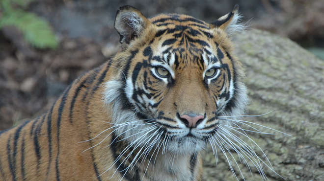 Sumatran Tigress Melati