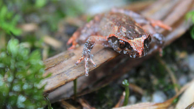 Close-up photograph of the Botsfords’s leaf-litter frog clinging to a leaf