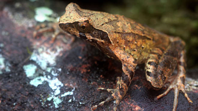 Photograph of a Hoang Lien frog sat on a rock