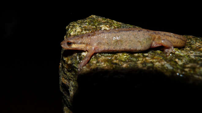Close-up photograph of a T. helveticus newt on top of a rock