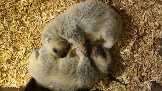 Two adorable wolverine kits were born in February
