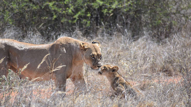 Photograph of a young lioness and her cub in grassland
