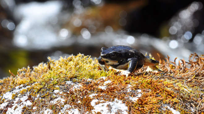 Photograph of a toad sat on a mossy rock