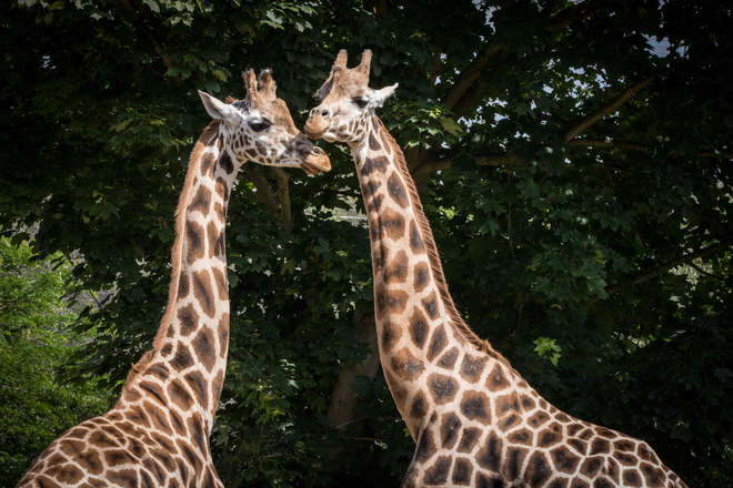 Portrait of two giraffes LZ 1.jpg