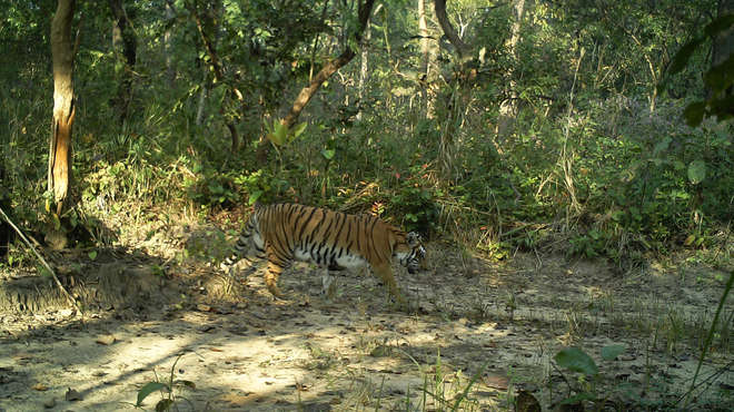 Camera trap image of an adult tigress