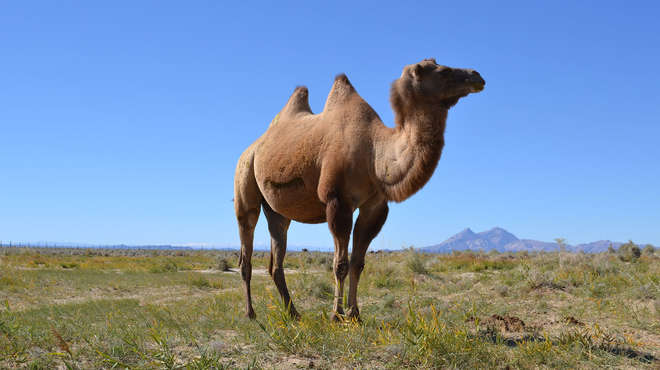 Photograph of a camel on the steppes in Mongolia