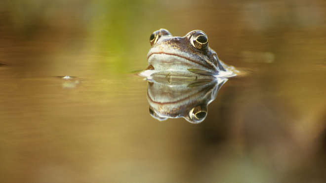 Photograph of a frog's head sticking above the surface of a pond