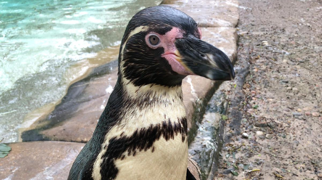 Lannister the penguin at ZSL London Zoo