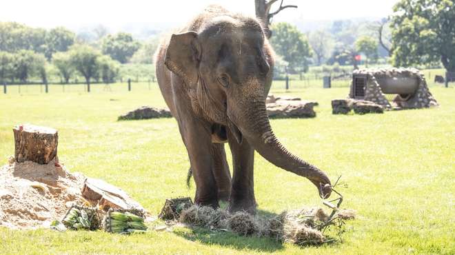 Lucha the elephant eating her birthday cake