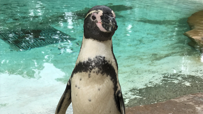 Snow the penguin at ZSL London Zoo