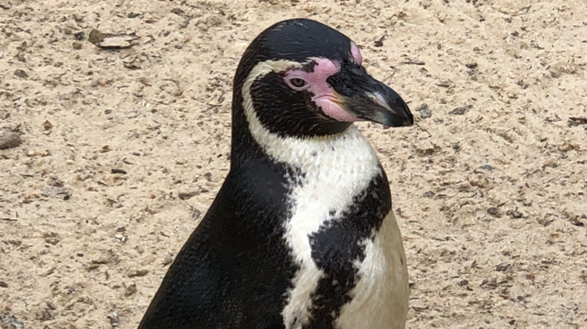 Stark the penguin at ZSL London Zoo