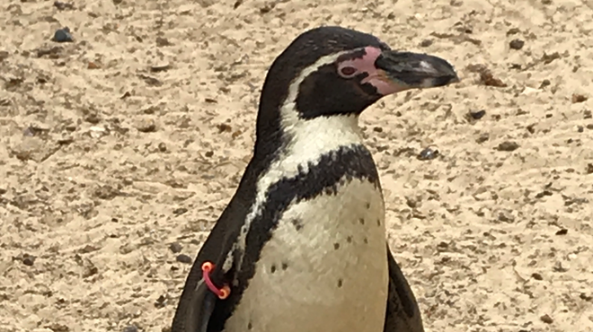 Targaryen the penguin at ZSL London Zoo