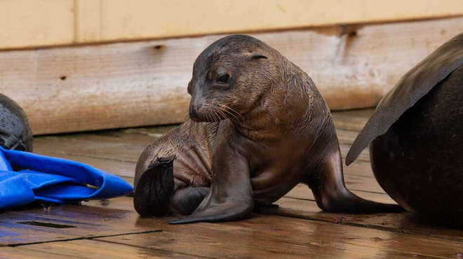 Adorable Maui the sea lion pup at ZSL Whipsnade Zoo