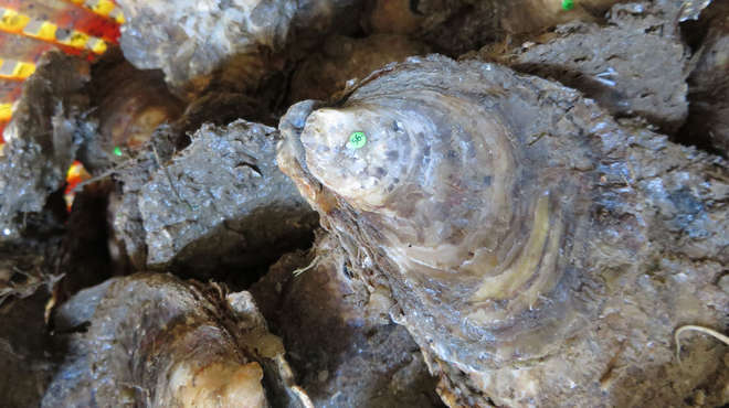 Close-up photograph of adult native oysters in a bucket with identifying tag