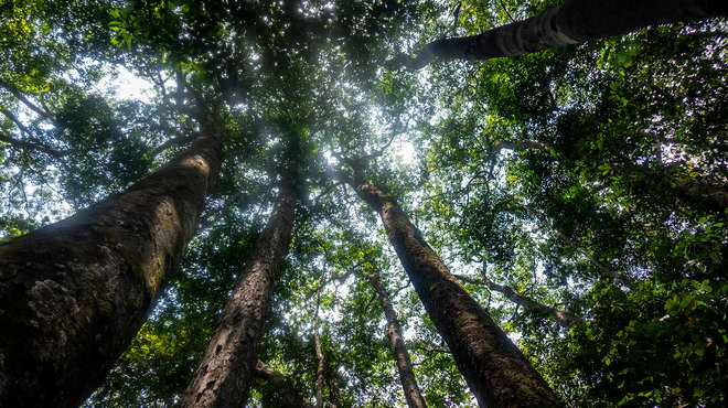 Photograph of forest canopy in Gabon, looking up from the base of a tree