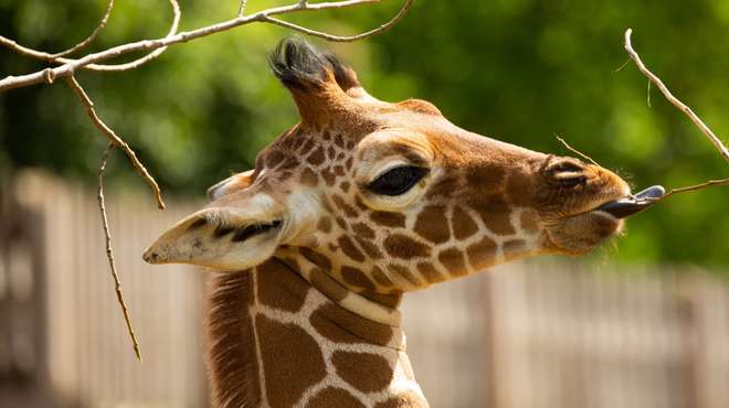 Khari the giraffe calf at ZSL Whipsnade Zoo