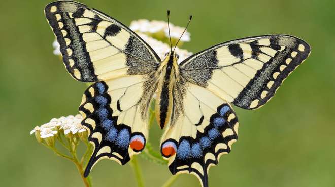 UK Swallowtail