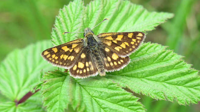 Close-up photograph of a brown butterfly with a yellow chequered pattern on it's wings