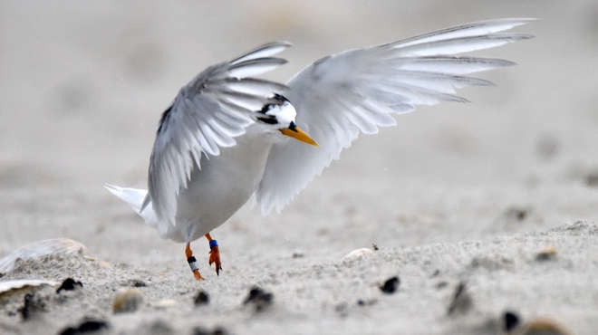 Close up photo of the New Zealand fairy tern, a medium sized bird with white and grey feathers and orange beak, landing on a sandy beach