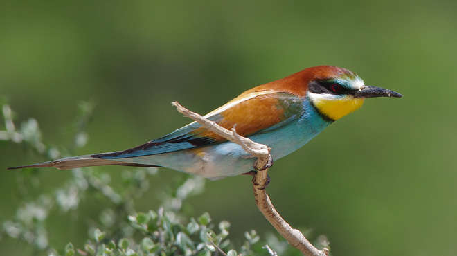 Photo of a European bee-eater, a small colourful bird with orange/brown markings, light blue underbelly and yellow throat.