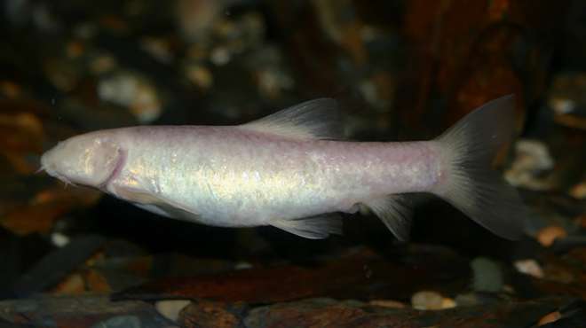 Omani blind cave fish
