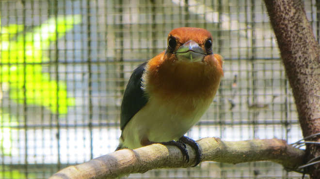 Close up photo a golden brown bird with white belly and black wings, perched on a branch, looking into the camera