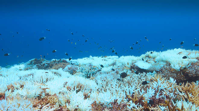Underwater photo of a coral reef, many of which are colourless, with small black fish swimming above