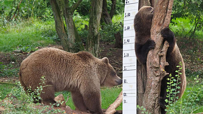 European brown bears Cinderella, Sleeping Beauty and Snow White at ZSL Whipsnade Zoo are measured in the annual weigh in