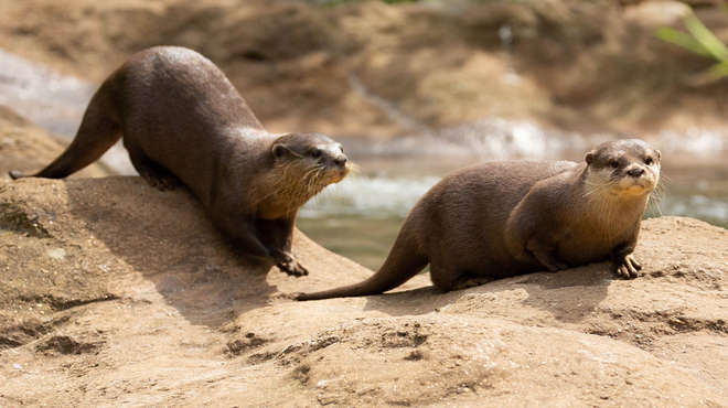 Pip and Matilda are our two adorable new otters at ZSL London Zoo