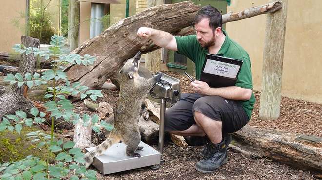 Ring-tailed coati Brush steps onto the scales at ZSL London Zoo