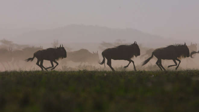 Photo of a herd of wildebeest galloping across a grass plain with mountain in the background.
