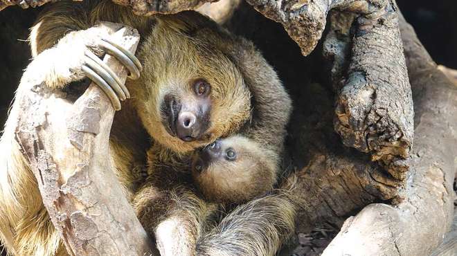 Baby sloth Elio cuddles up to mum Marilyn at ZSL London Zoo