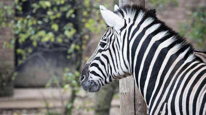 A zebra at ZSL London Zoo