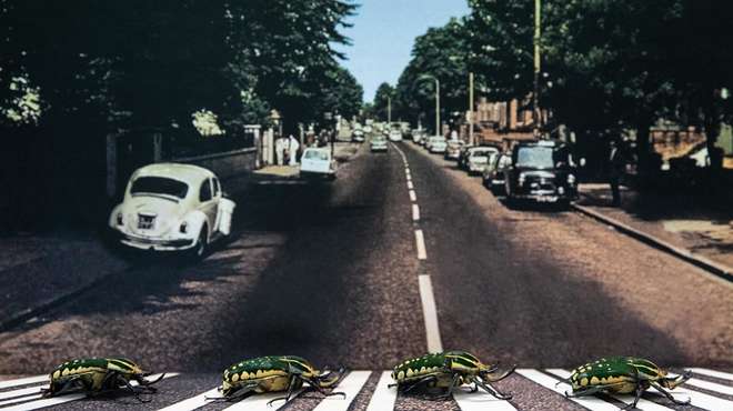 Beetles at ZSL London Zoo recreate iconic Abbey Road album cover on 50th anniversary