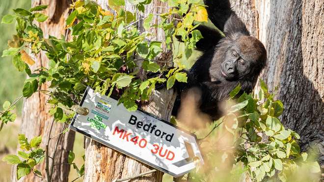 Gorillas at ZSL London Zoo investigate People's Postcode Lottery installation