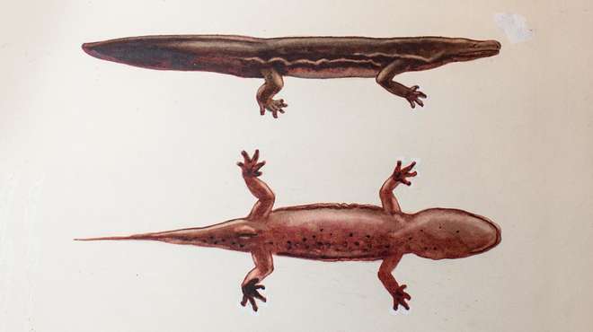Image - Watercolour illustration (top view and side view) of a Chinese giant salamander