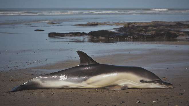 Photo - A common dolphin washed up on a beach with the sea in the background