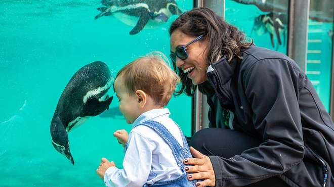A mother and her son enjoy looking at the penguins at ZSL London Zoo