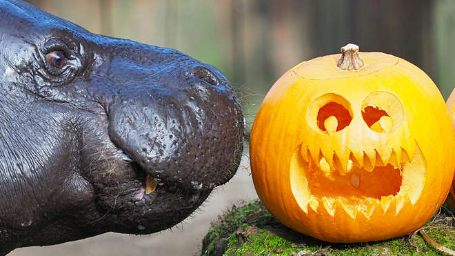 Pygmy hippo with carved pumpkin