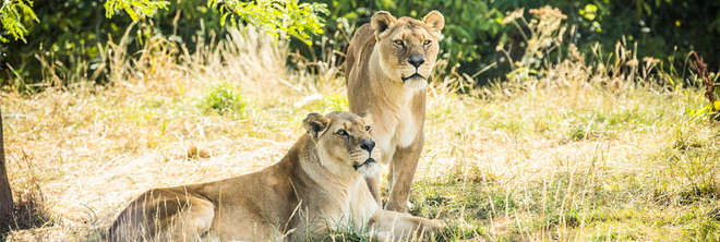 Two african lions resting